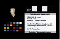 Foto (Objekt + Etikett) von Decapoda indet.  (NHMW-GEO-1990-0041-0418)